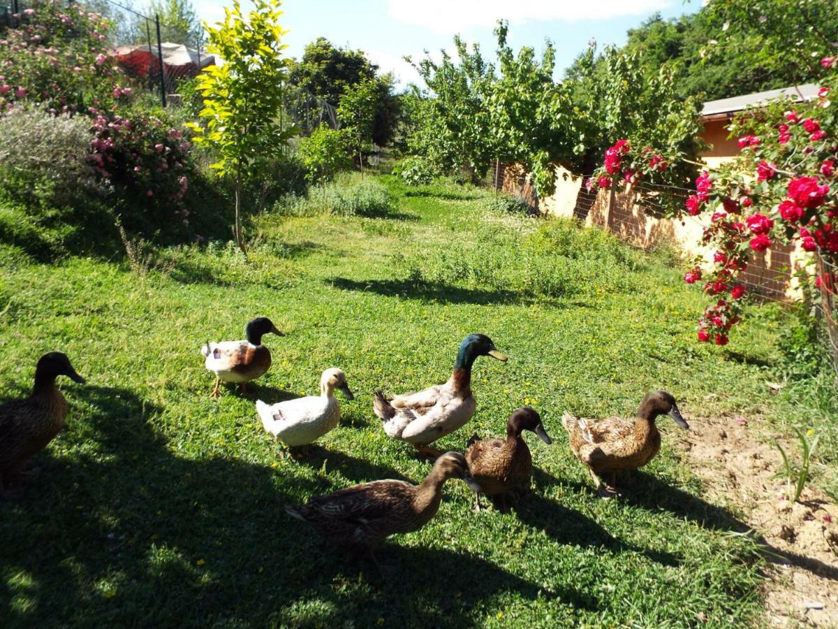 Agriturismo Frallarenza Ficulle Kültér fotó