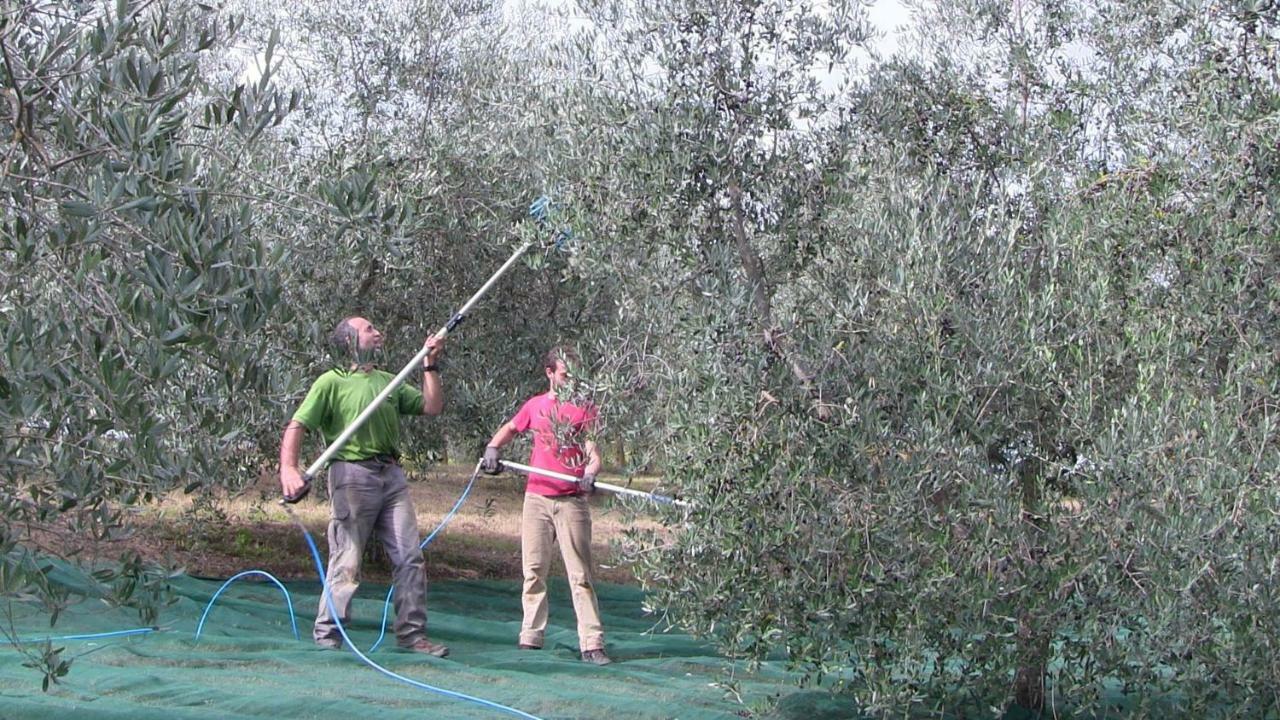 Agriturismo Frallarenza Ficulle Kültér fotó