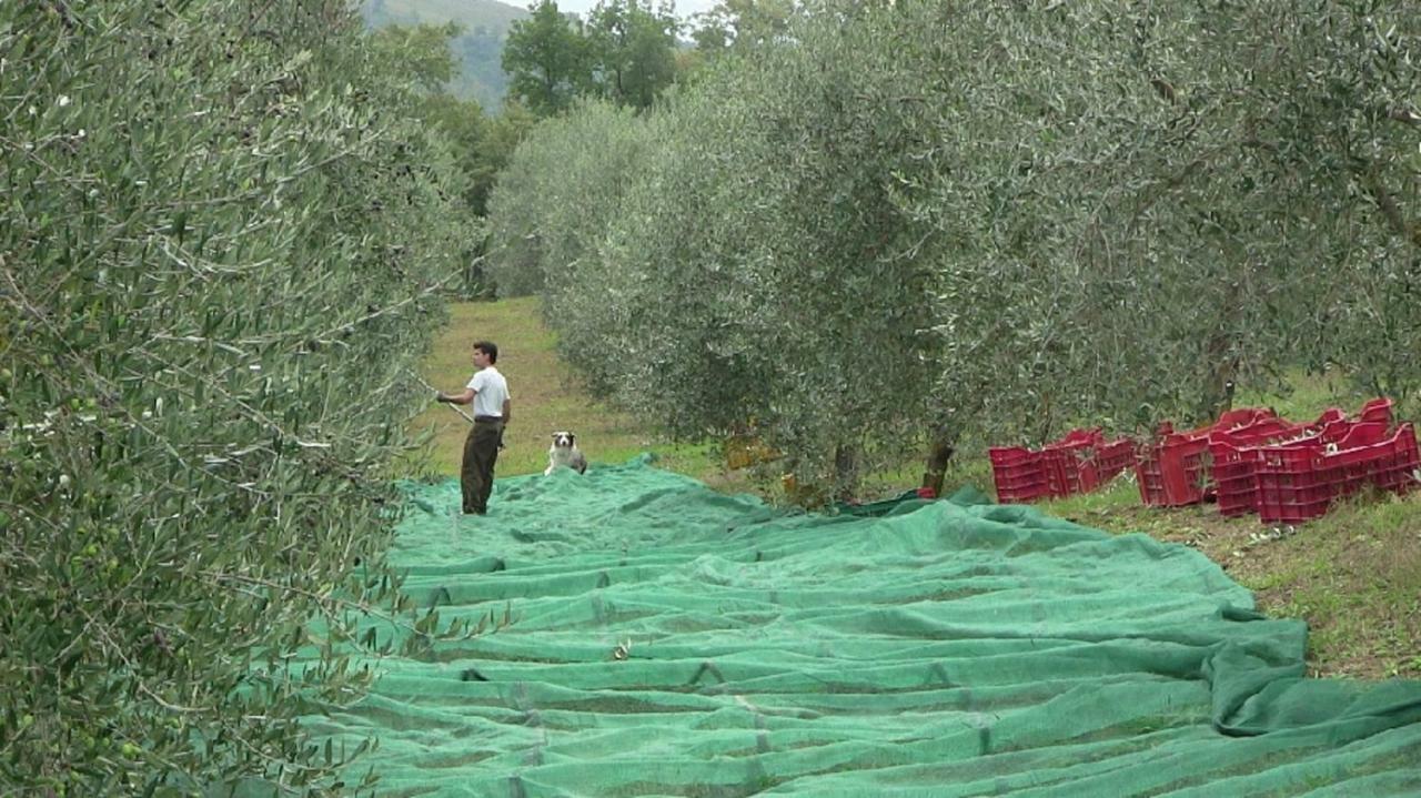 Agriturismo Frallarenza Ficulle Kültér fotó