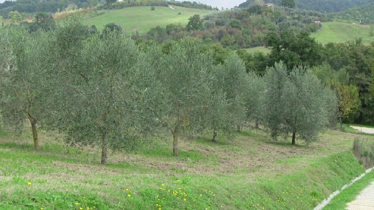 Agriturismo Frallarenza Ficulle Kültér fotó